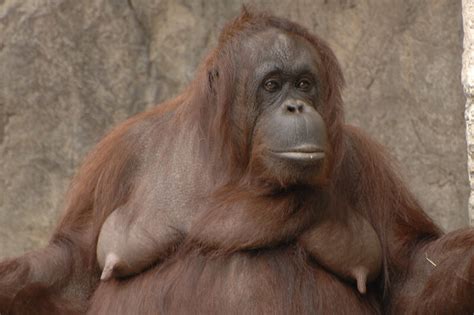 orangutan tits|Orangutan Titties Porn Videos 